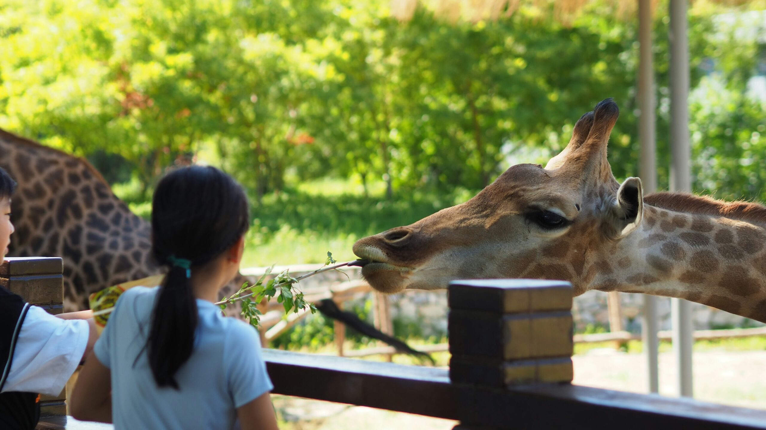 Chester Zoo Pic Example